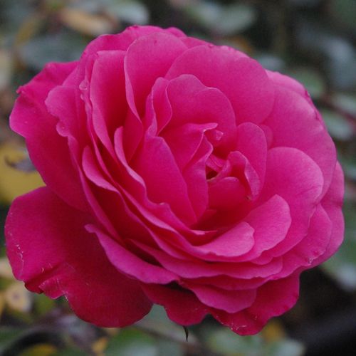 Rozenstruik - Webwinkel - floribunda roos - roze - Rosa Tom Tom™ - zacht geurende roos - E.J. Lindquist - Felrose bloemen in decoratieve trossen, doorbloeiend, een goede roos voor borders.